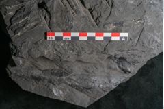 Foto (Detailansicht) von Sagenopteris rhoifolia Presl (NHMW-GEO-2024-0188-10648)